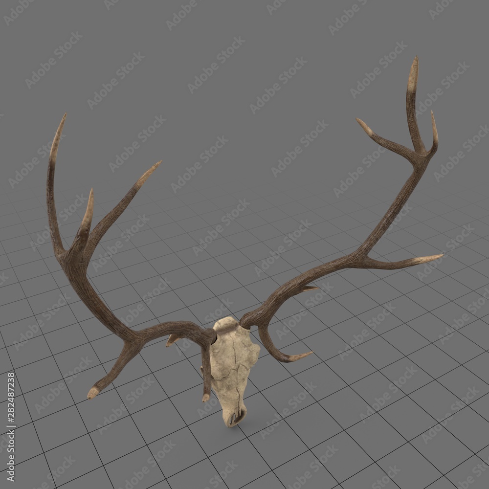 Animal skull with antlers Stock 3D asset | Adobe Stock