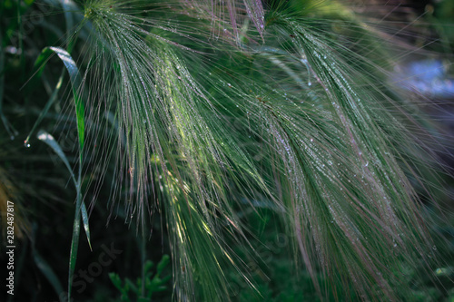 grass in the wind