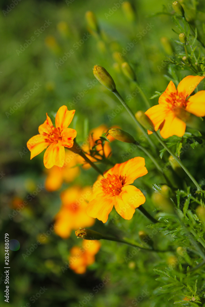 yellow flowers in the garden yellow flowers in the garden