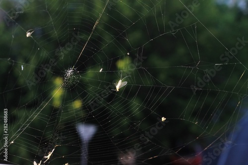 Spiderweb with insects in the rays of the setting sun on a green background.