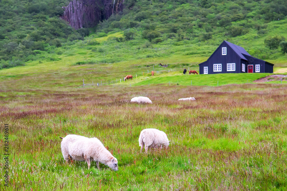 Fototapeta premium Iceland landscape, sheep grazing on green grass with old country house at background