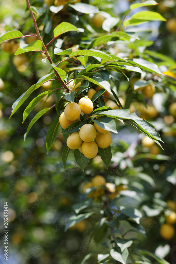 A branch of a cherry plum tree is strewn with yellow ripe fruits of cherry plum, close-up