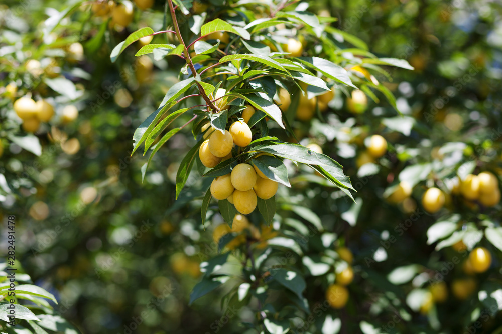 A branch of a cherry plum tree is strewn with yellow ripe fruits of cherry plum, close-up A branch of a cherry plum tree is strewn with yellow ripe fruits of cherry plum, close-up