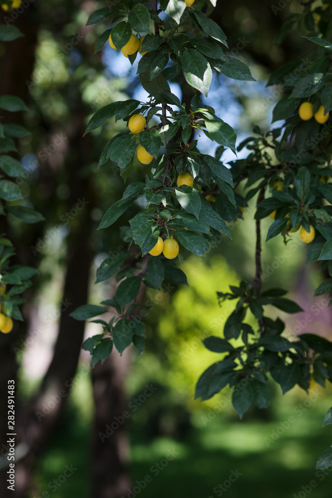 A branch of a cherry plum tree is strewn with yellow ripe fruits of cherry plum, close-up A branch of a cherry plum tree is strewn with yellow ripe fruits of cherry plum, close-up