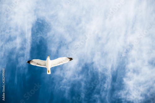 Goéland et ciel bleu