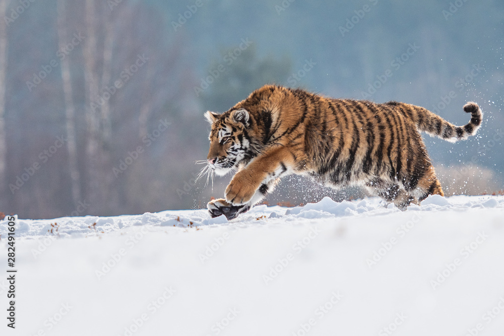 Naklejka premium Siberian Tiger running in snow. Beautiful, dynamic and powerful photo of this majestic animal. Set in environment typical for this amazing animal. Birches and meadows