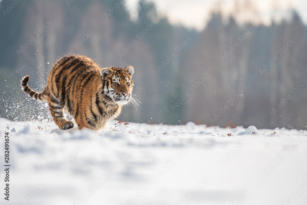 Obraz premium Siberian Tiger running in snow. Beautiful, dynamic and powerful photo of this majestic animal. Set in environment typical for this amazing animal. Birches and meadows