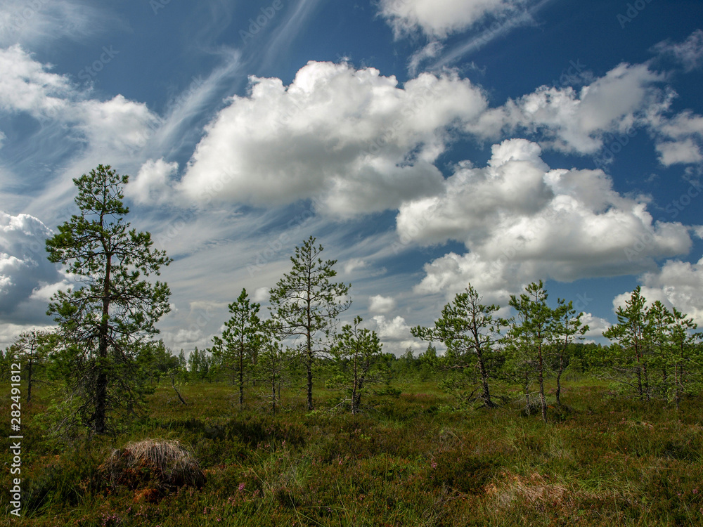 landscape with black swamp lakes surrounded by small pine and birch trees and green moss with blue sky and beautiful clouds and reflections , Latvia