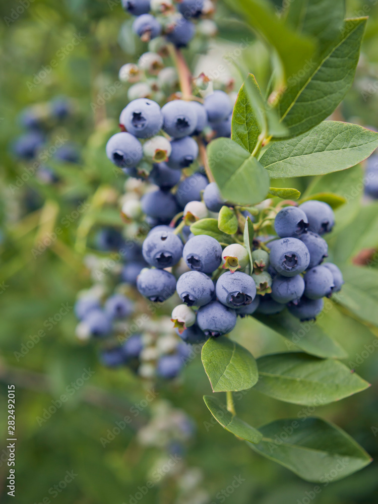 Blueberries -  Blue ripe berries on the healthy green plant. Food plantation - blueberry field, orchard.