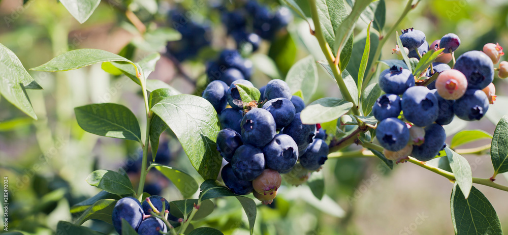 Blueberries - Vaccinium corymbosum, high huckleberry, blush with abundance of crop. Blue ripe berries fruit on the healthy green plant. Food plantation - blueberry field, orchard. Blueberries - Vaccinium corymbosum, high huckleberry, blush with abundance of crop. Blue ripe berries fruit on the healthy green plant. Food plantation - blueberry field, orchard.
