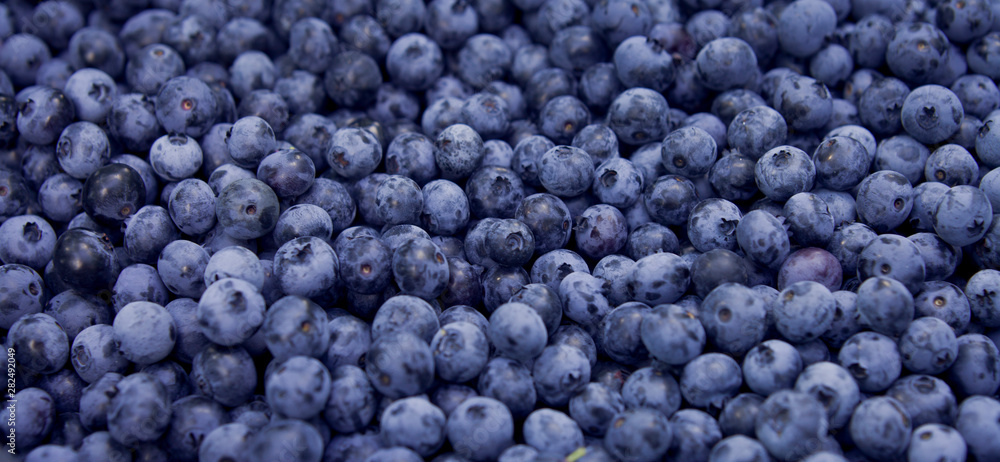 Blueberries - Vaccinium corymbosum, high huckleberry, blush with abundance of crop. Blue ripe berries fruit on the healthy green plant. Food plantation - blueberry field, orchard. Blueberries - Vaccinium corymbosum, high huckleberry, blush with abundance of crop. Blue ripe berries fruit on the healthy green plant. Food plantation - blueberry field, orchard.