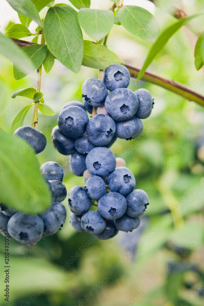Blueberries - Vaccinium corymbosum, high huckleberry, blush with an abundance of berry crop. Blue ripe fruit on the healthy green plant. Food plantation - blueberry field, orchard. Blueberries - Vaccinium corymbosum, high huckleberry, blush with an abundance of berry crop. Blue ripe fruit on the healthy green plant. Food plantation - blueberry field, orchard.