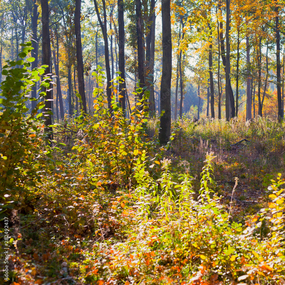 Fototapeta premium Colourful forest in the autumn season.