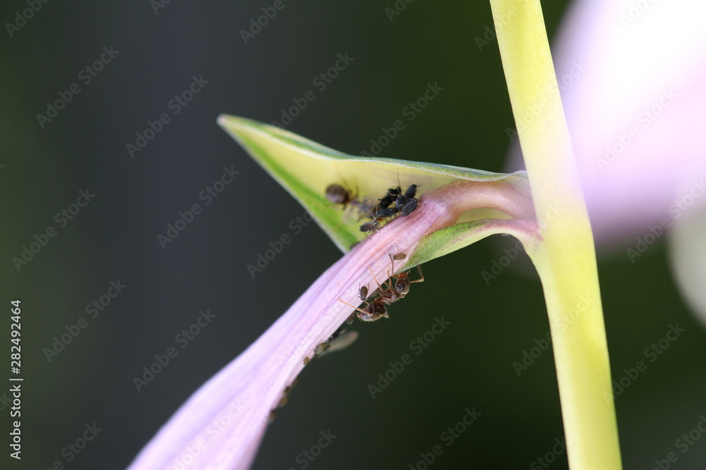 black ants caring for aphid colony, close up macro black ants caring for aphid colony, close up macro