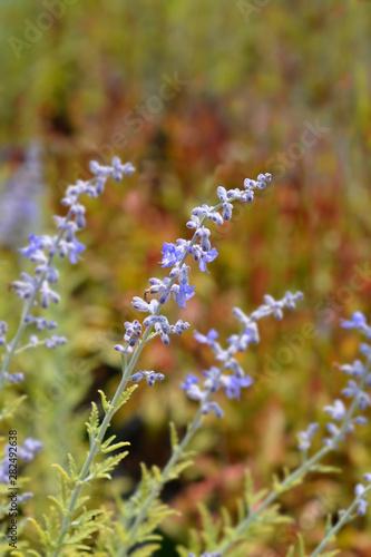 Lacey Blue Russian sage