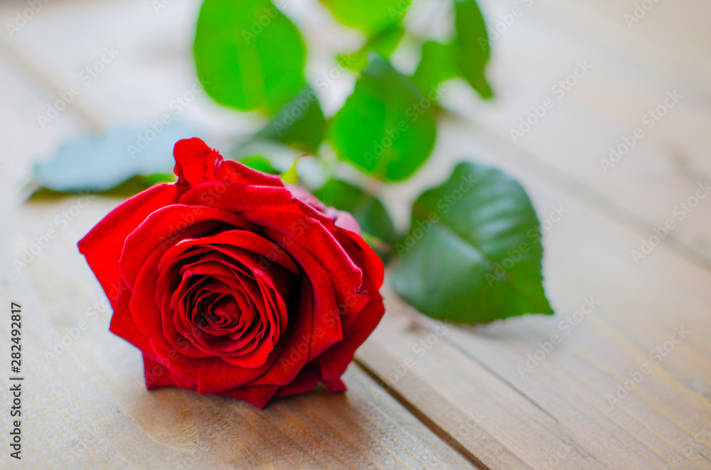 single red rose flower on wooden background single red rose flower on wooden background