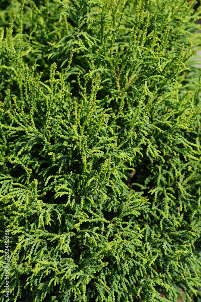 Hinoki cypress Birgit Hinoki cypress Birgit