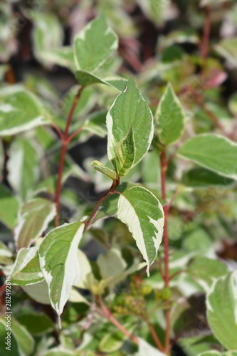 Wallpaper Mural Variegated Siberian dogwood Torontodigital.ca