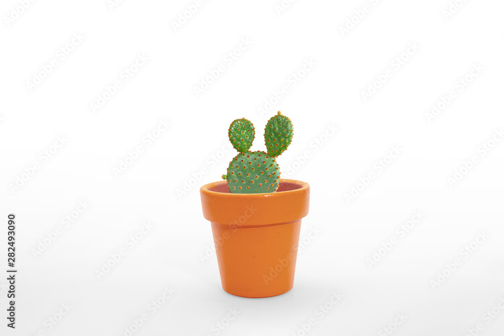 Beautiful cactus isolated on white background. On the wood table colorful ceramic pot. Beautiful cactus isolated on white background. On the wood table colorful ceramic pot.