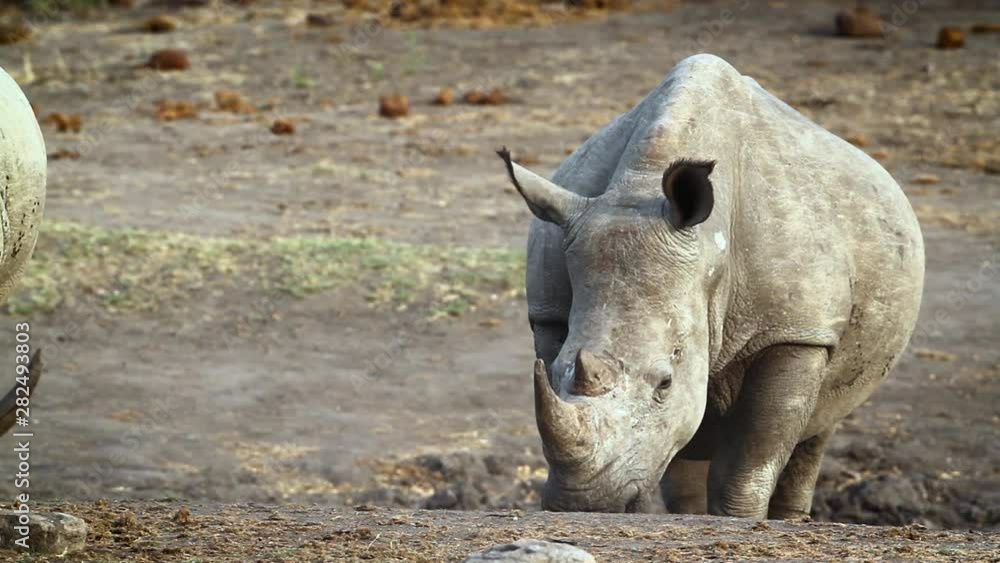 Southern white rhinoceros in Kruger National park, South Africa Southern white rhinoceros in Kruger National park, South Africa