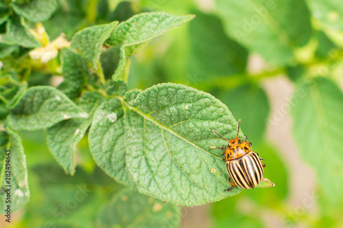 Colorado beetle on the potato. Summer time. Eco farm plantation.