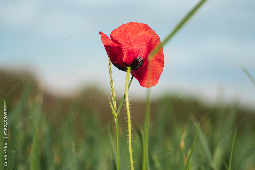 Fototapeta premium Mohn am Feld