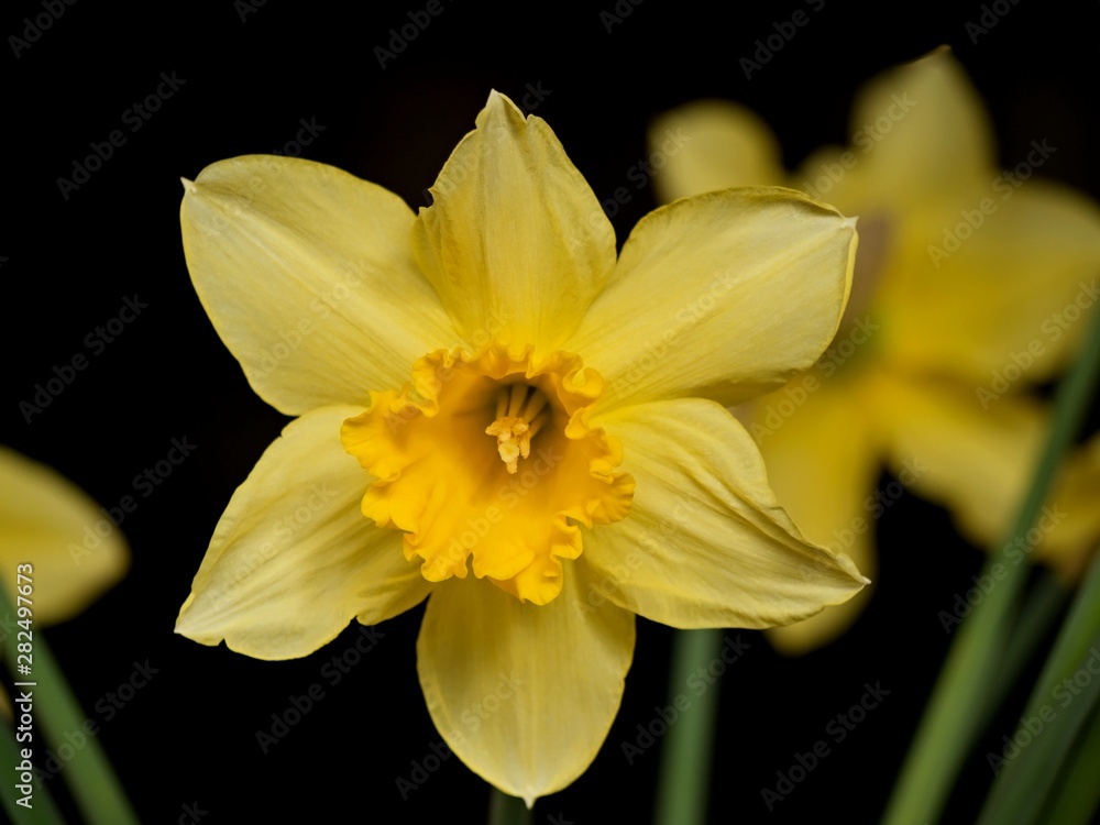 Yellow daffodils flowers on dark background.. Yellow daffodils flowers on dark background..