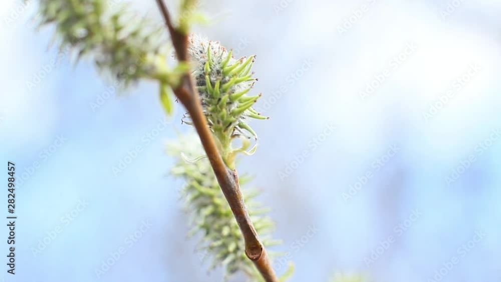 Close up of willow branches, macro view tree branches concept, amazing spring twig, Closeup of willow catkins growing