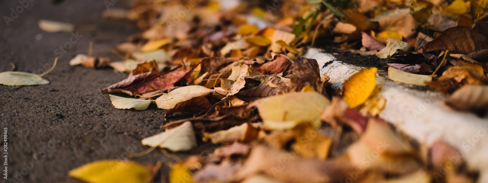 Dry yellow autumn leaves lies on asphalt sidewalk. Beautiful city background of Fall season Dry yellow autumn leaves lies on asphalt sidewalk. Beautiful city background of Fall season