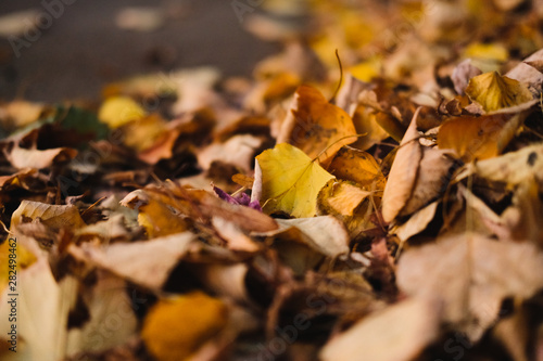 Dry yellow autumn leaves lies on asphalt sidewalk. Beautiful city background of Fall season