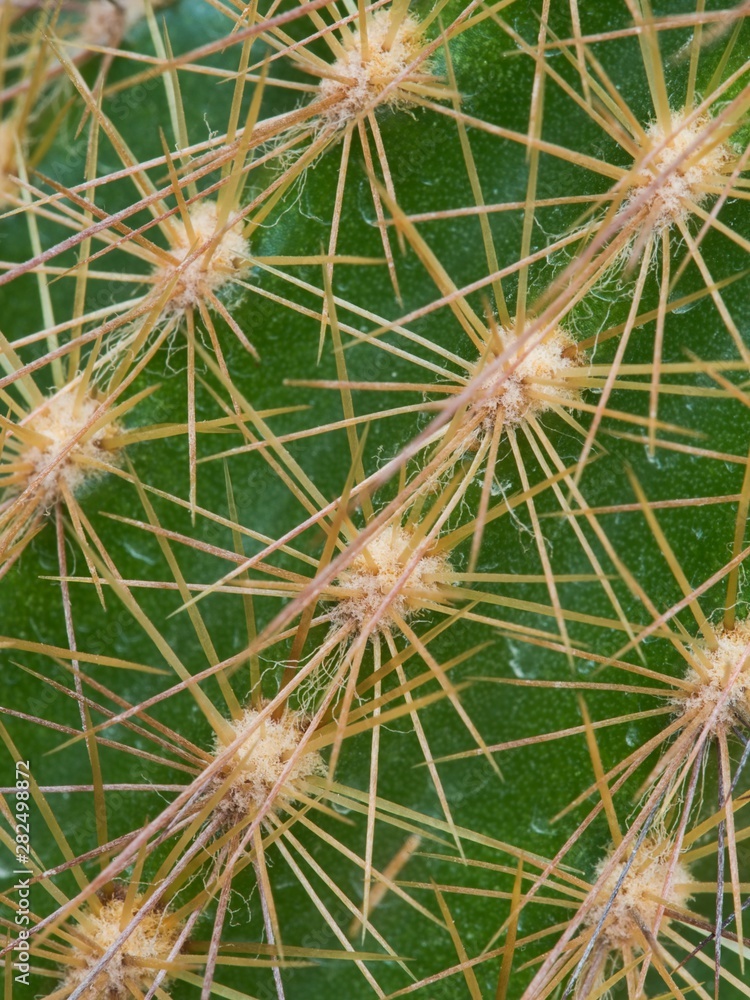 Spiny surface of the cactus, detail, macro, close-up Spiny surface of the cactus, detail, macro, close-up