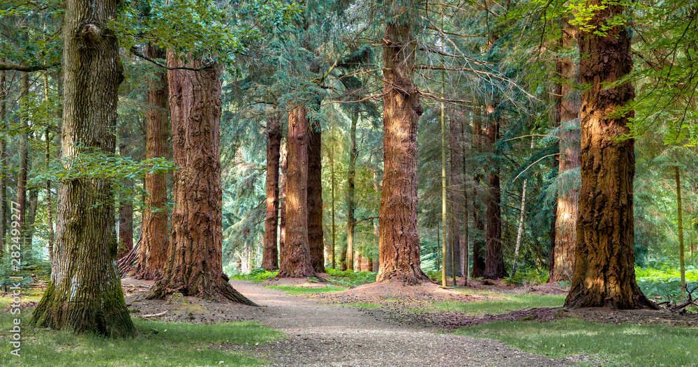 Long Trees walk in New Forest national park - obrazy, fototapety, plakaty 