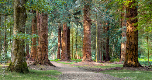 Photo Long Trees walk in New Forest national park
