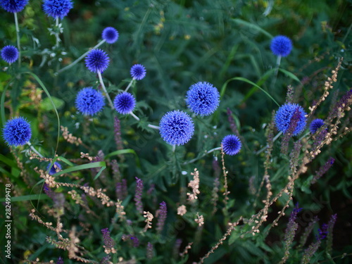 blue thistle in green garden