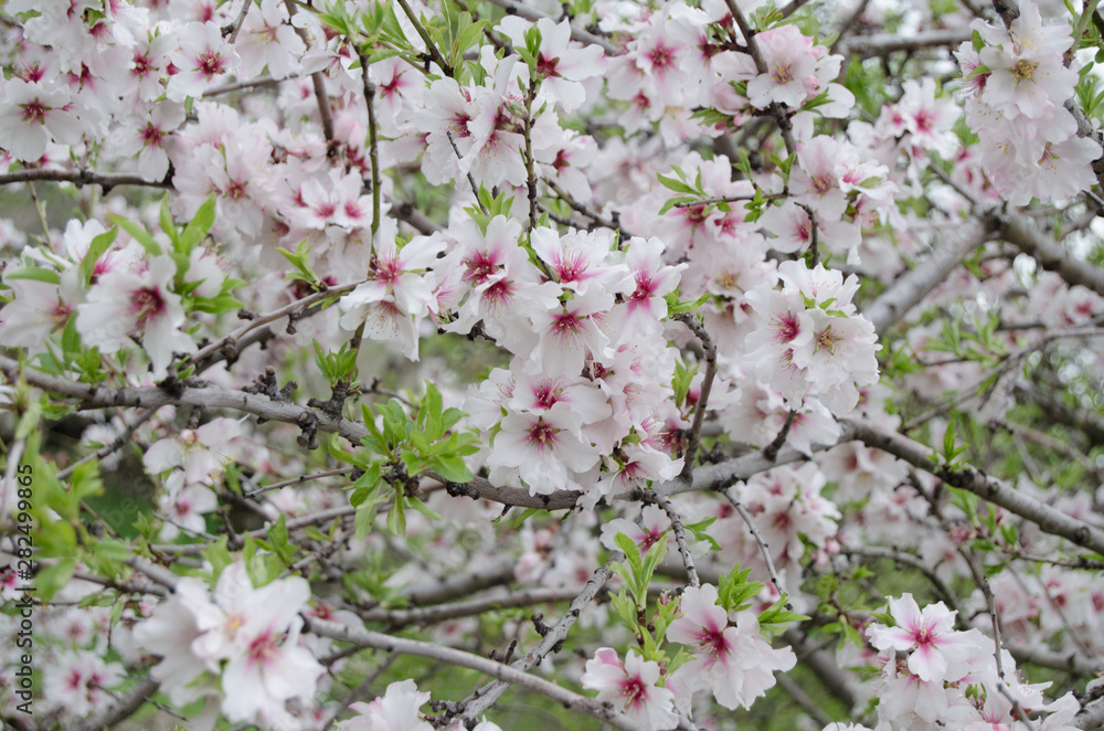 almond tree flowers almond tree flowers