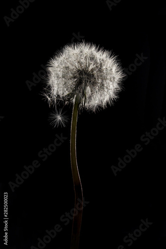 Dandelion. Close up of dandelion spores blowing away  black background