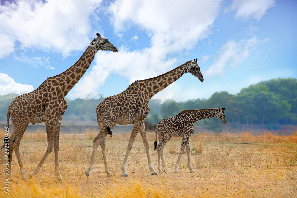 Obraz premium Three Thornicroft Giraffes in a line, small medium and large in order. The Journey of Giraffes are walking across the open African Plains in South Luangwa National Park, Zambia