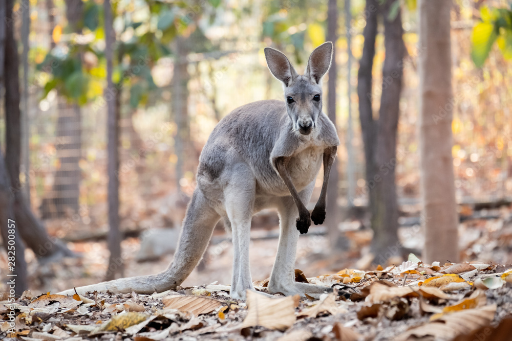 mother kangaroo mother kangaroo