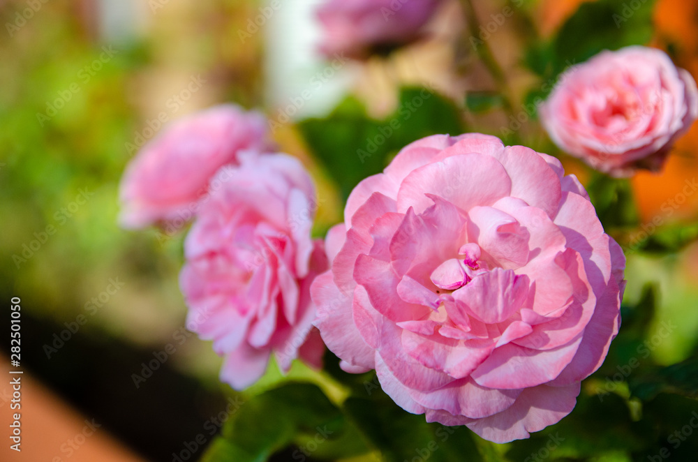 Obraz premium Flower