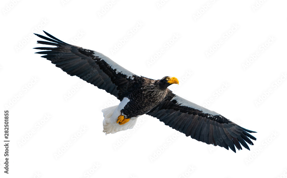 Naklejka premium Adult Steller's sea eagle in flight. Front view. Scientific name: Haliaeetus pelagicus. Isolated on white background.
