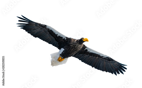 Adult Steller's sea eagle in flight. Front view.  Scientific name: Haliaeetus pelagicus. Isolated on white background.