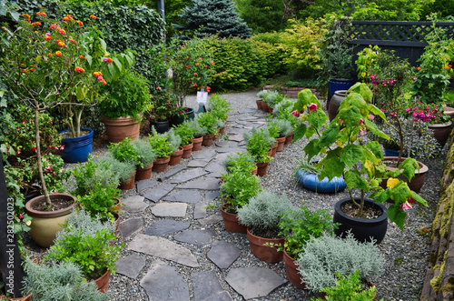 Herbal Potted Plant Garden with Curving Flagstone Path and Evergreen Background photo