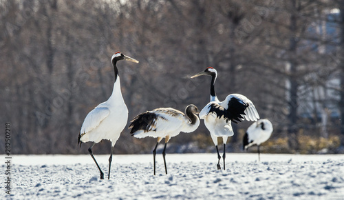 Dancing Cranes. The ritual marriage dance of cranes. The red-crowned crane. Scientific name  Grus japonensis  also called the Japanese crane or Manchurian crane  is a large East Asian Crane.