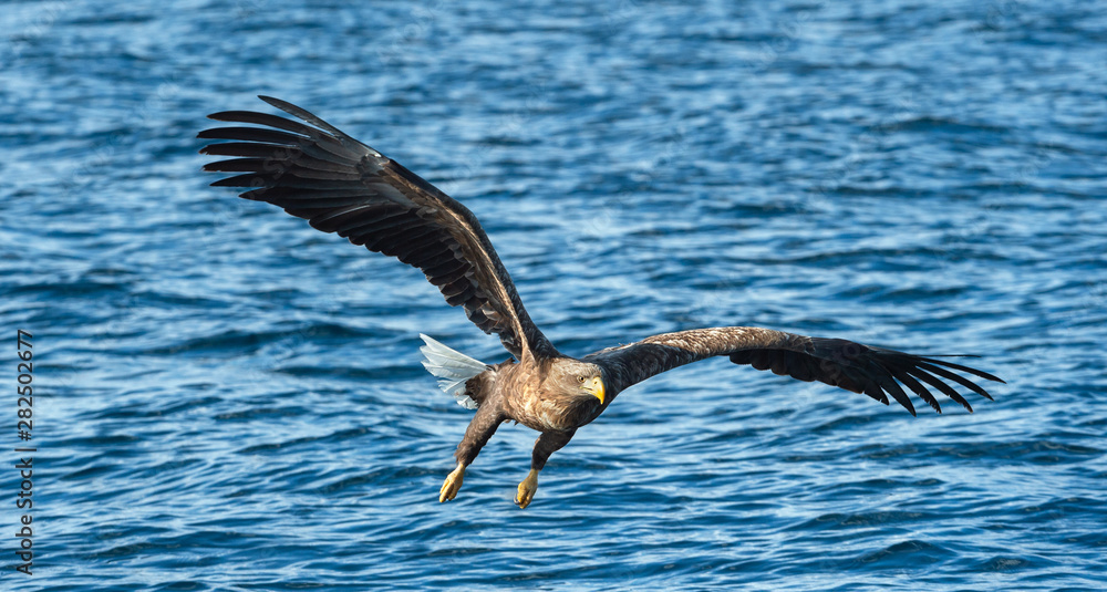 Fototapeta premium Adult White-tailed eagle fishing. front view. Scientific name: Haliaeetus albicilla, also known as the ern, erne, gray eagle, Eurasian sea eagle, white tailed sea-eagle. Natural habitat. Blue ocean.