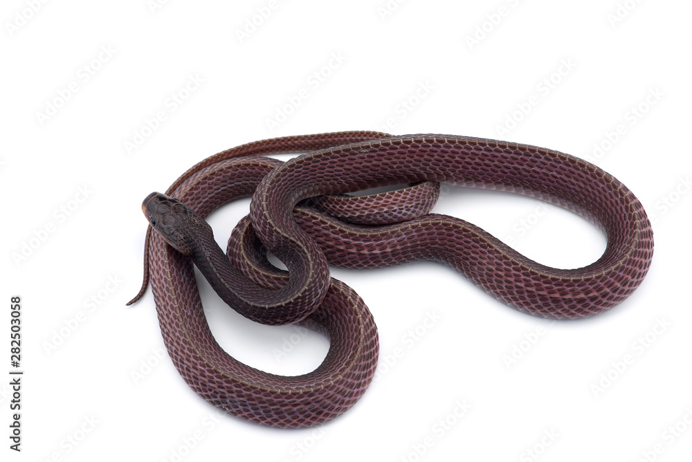 The Cape file snake isolated on white background The Cape file snake isolated on white background