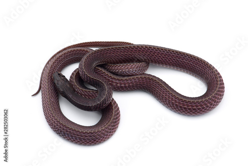 The Cape file snake isolated on white background