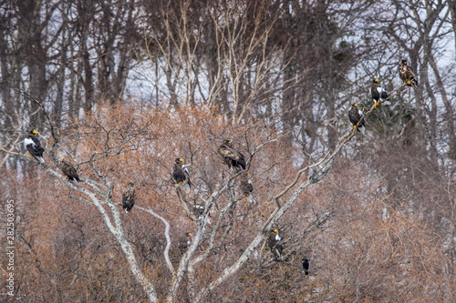 Steller`s sea eagles on the tree in the winter forest.   Scientific name: Haliaeetus pelagicus. Natural Habitat. Winter season. photo