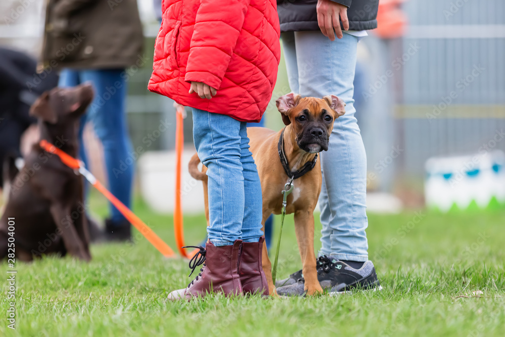 woman with a young boxer dog at the puppy school