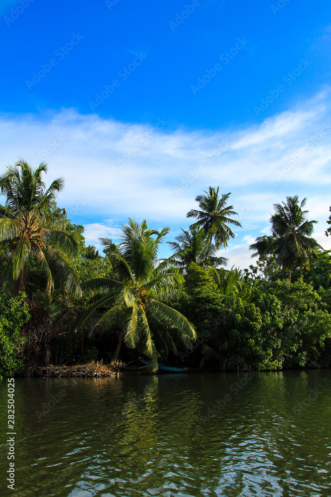 Landscape view with palm trees and blue sky. Sri Lanka. 