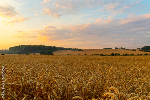 Sunset over grains field © Petru